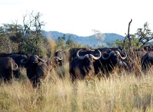 Buffalo1.jpg (29908 bytes)