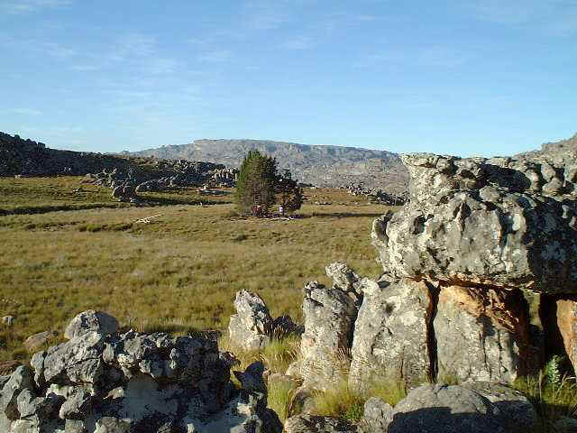 Ceder11112000Grootlandsvlakte3.jpg (45633 bytes)