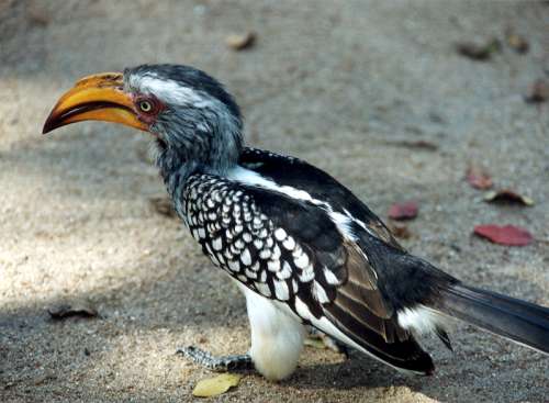 Hornbill 500 pix.jpg (27690 bytes)