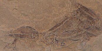 Fossils