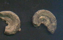 Fossils