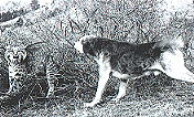 Dog attacking Bobcat