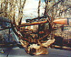 big deer