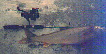 5 Ice Fish