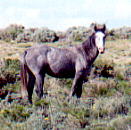 wildhorses