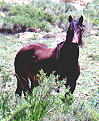 wildhorses