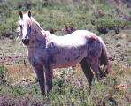 wildhorses