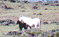 wildhorses