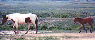 wildhorses