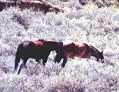 wildhorses