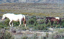 wildhorses