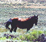 wildhorses