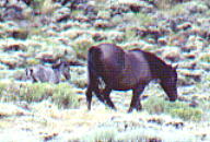 wildhorses