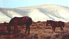 wildhorses