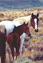 wildhorses