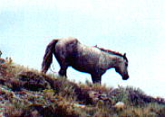 wildhorses