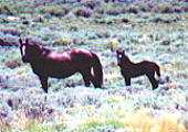 wildhorses