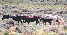 wildhorses