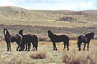wild horses