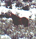 wildhorses