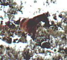 wildhorses