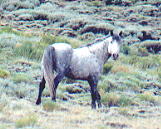 wildhorses