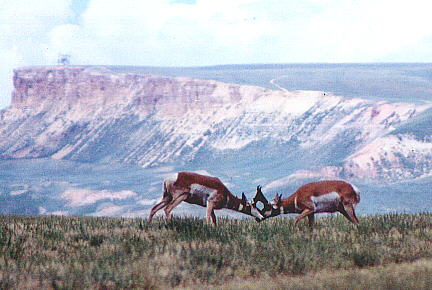 Red desert