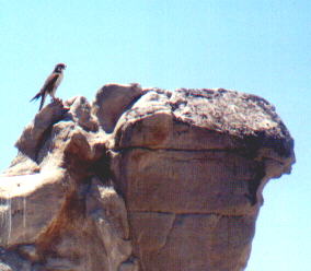 Falcon