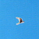 Falcon