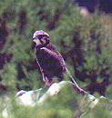 Falcon