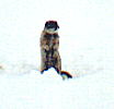 ground squirrel