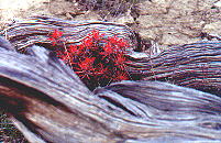 wildflowers