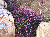 wildflowers