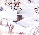 rabbit