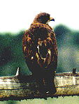 Red Tail Hawk
