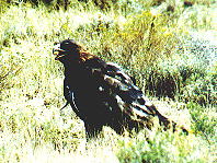 Red Tail Hawk
