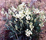 wildflowers