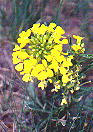wildflowers