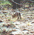 Jackrabbit