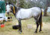 Kaysand Dharba