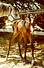 Filly, Day 1