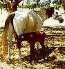 Filly Day 1