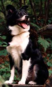 Birilla la mia cagnetta