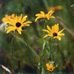 Wild flowers