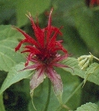 Bee-balm