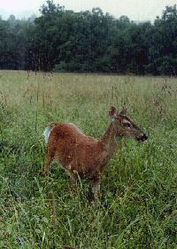 Deer in the rainy meadows of the valley