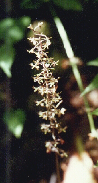 Crane-fly orchid