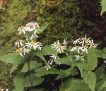 White wood aster