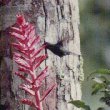 Hummingbird