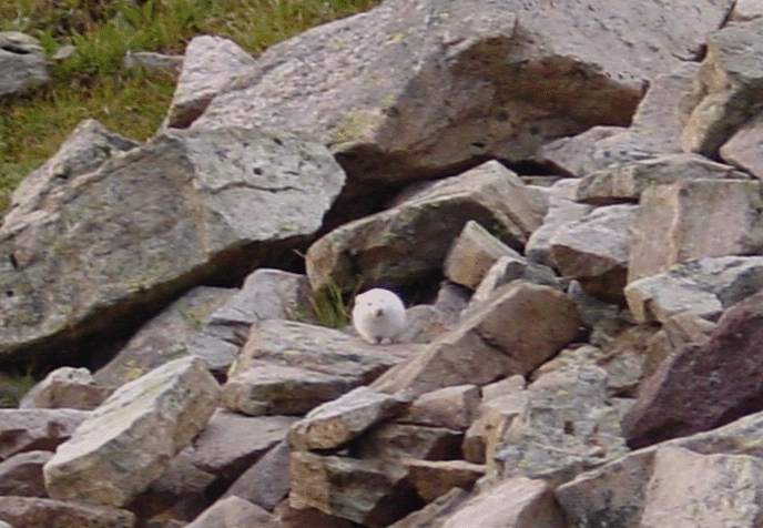 Albino Pika